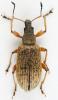 Phyllobius glaucus